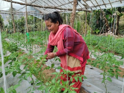 From Seeds to Success: Deepa Shah's Tomato Tunnel Journey