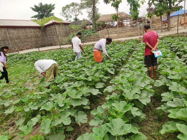 Observation of Lady's Finger (Okra) cultivation