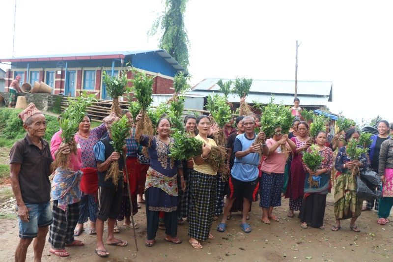 Distribution of Orange Saplings