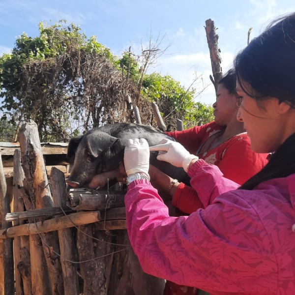 Improving Swine Health Management and Empowering Local Farmers in Nilkantha-5, Dhading