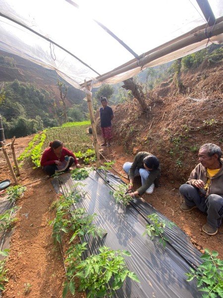 Training on Pruning Tomato Plants