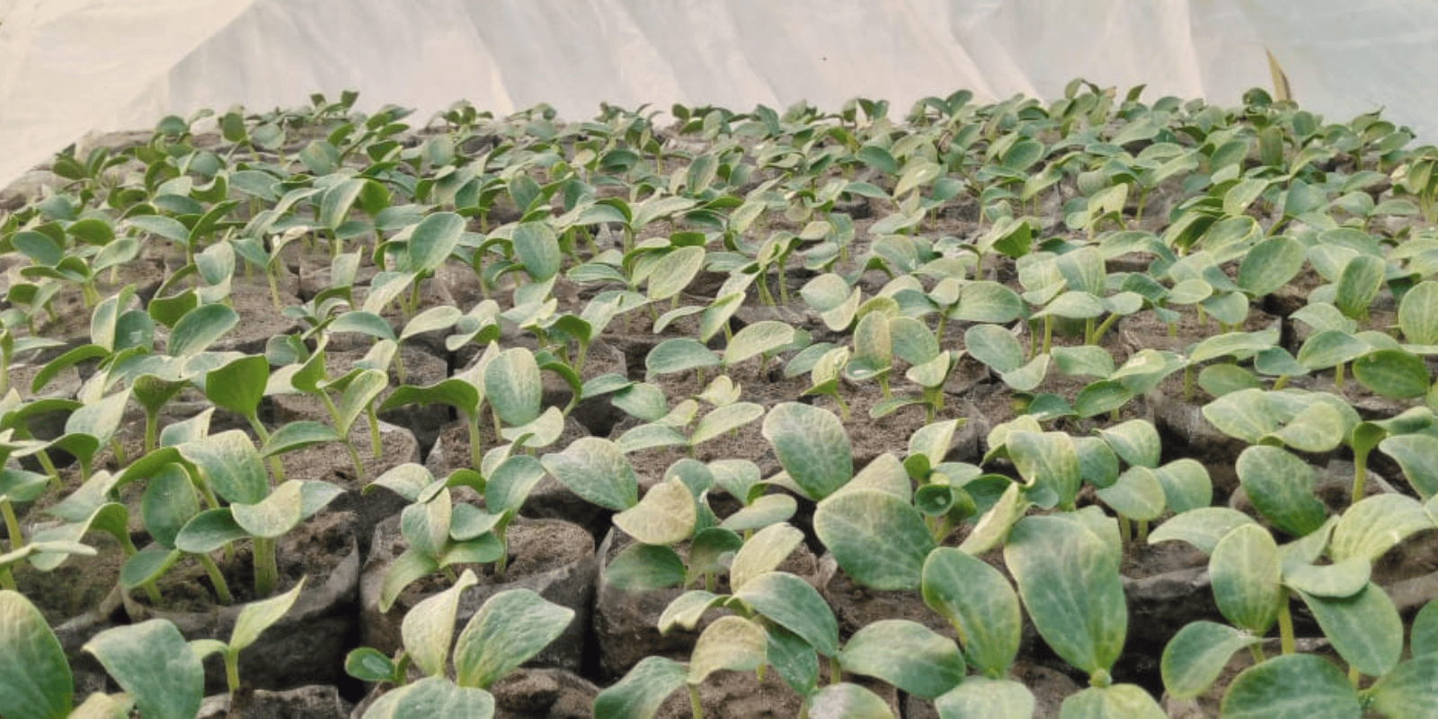 Riverbed Farming Training